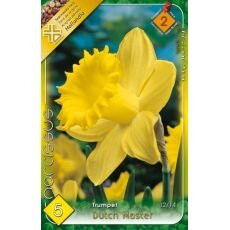 Narcis Dutch Master/5