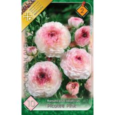 Ranunculus Picotee Pink /10
