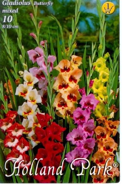 Gladiolus Butterfly mix/10