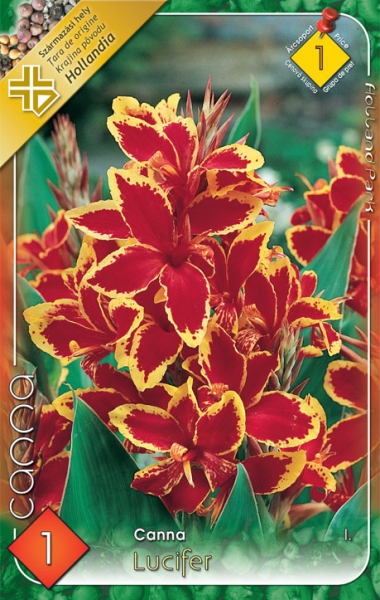 Canna Lucifer/1