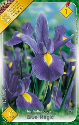 Iris Blue Magic/10