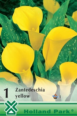 Zantedeschia yellow/1