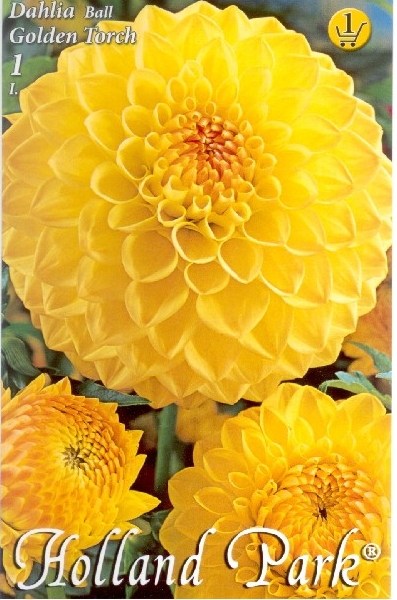 Dahlia Golden Torch