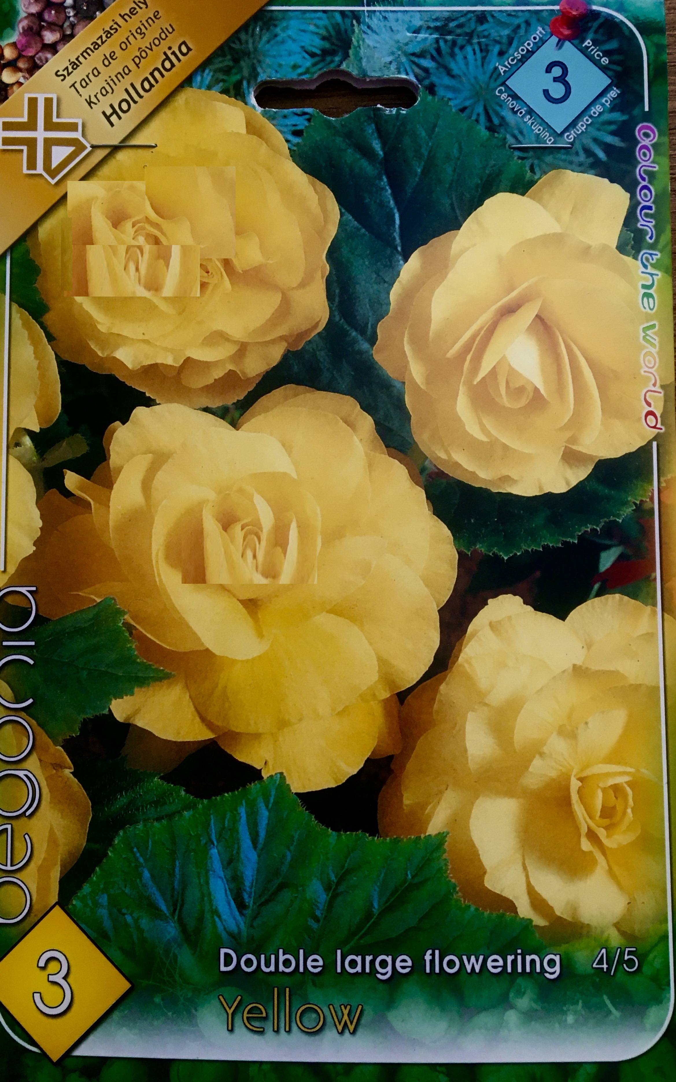 Begonia double large yellow/1