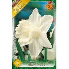 Narcis Mount Hood/5