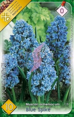 Muscari Blue Spike/10